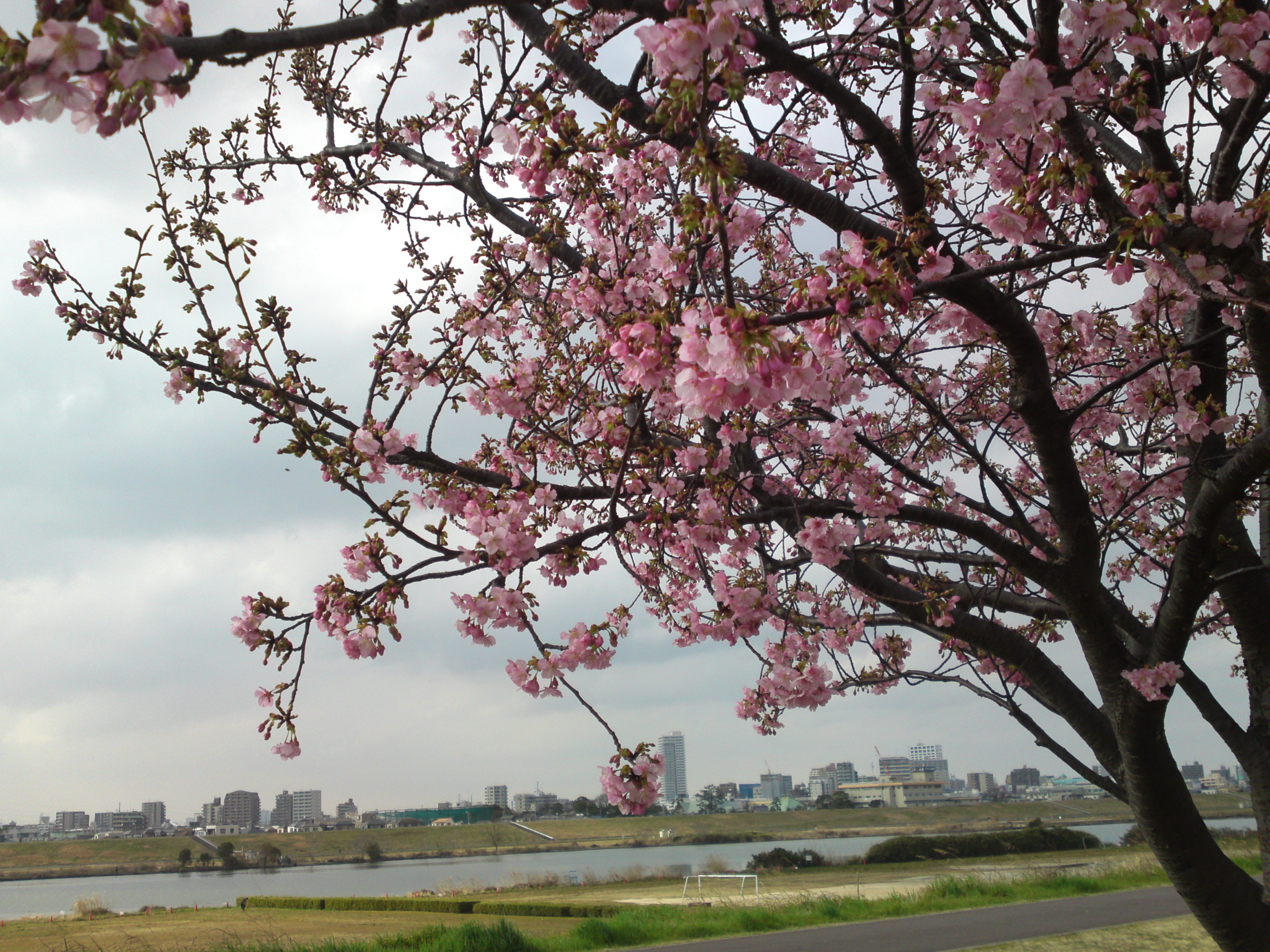 2020年早春江戸川に咲く河津桜の花々２１