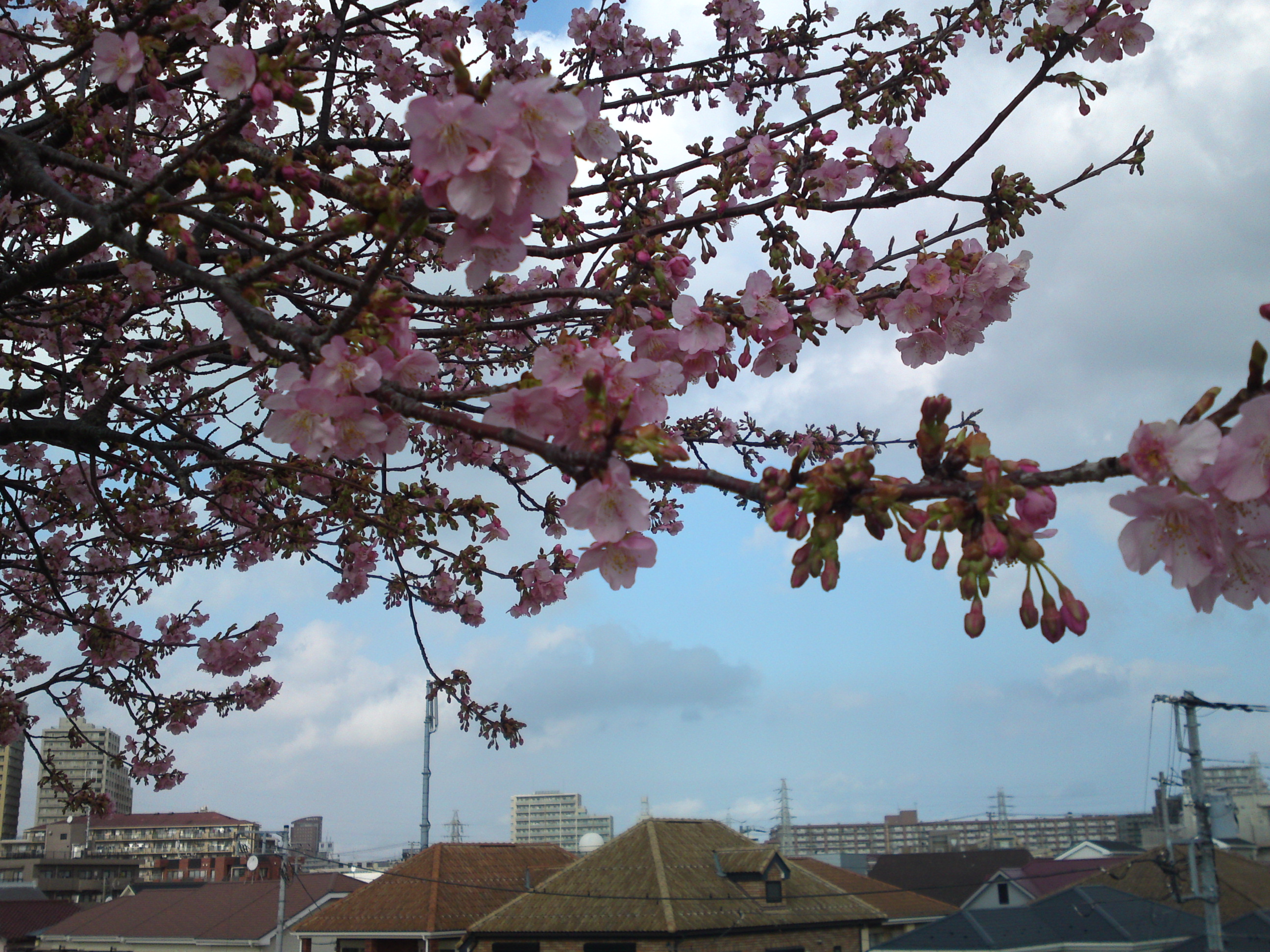 2020年早春江戸川に咲く河津桜の花々２２
