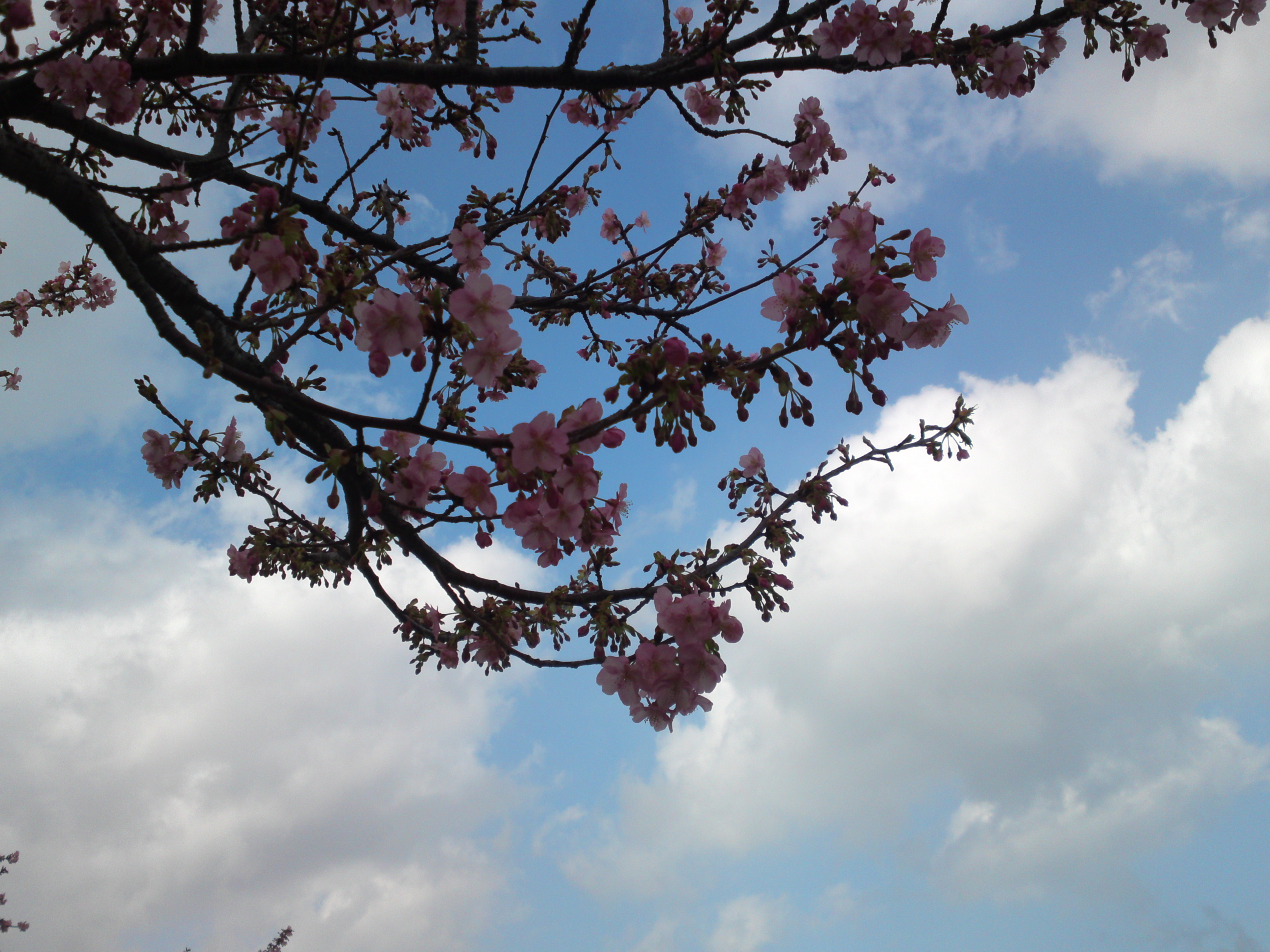 2020年早春江戸川に咲く河津桜の花々２３