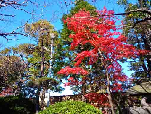 令和３年秋石歴山妙勝寺の紅葉３