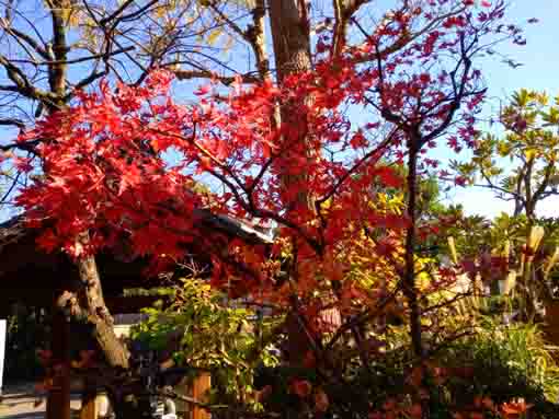 令和３年秋石歴山妙勝寺の紅葉２