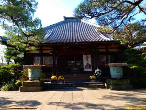 令和３年秋石歴山妙勝寺の本堂と菊花