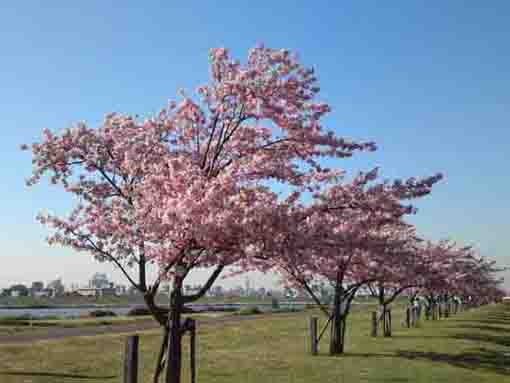 市川南の河津桜の並木道