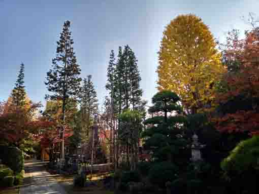 the forest in Muryosan Komeiin Eifukuji