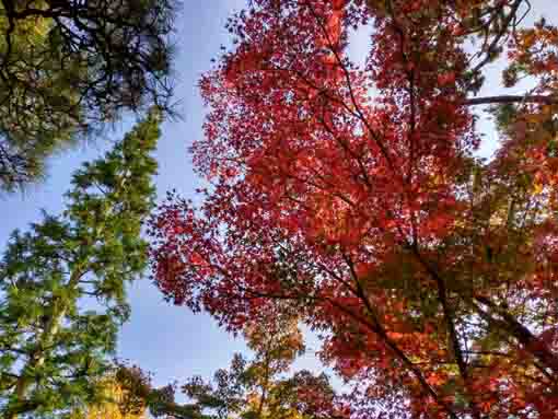 東小松川永福寺紅葉と杉とちょっとの公孫樹