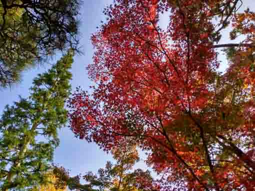 gingko, ceder and maple leaves in Eifukuji