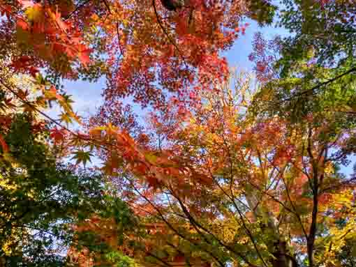 colored leaves over the approach of Eifukuji