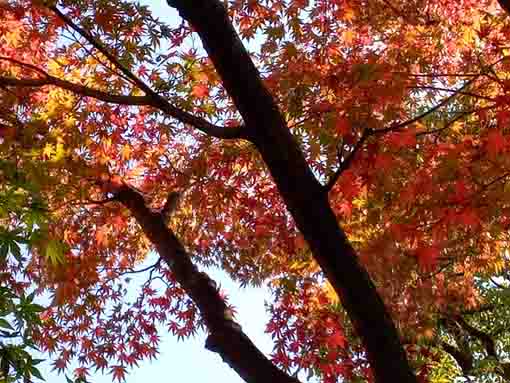 colored leaves under the blue sky
