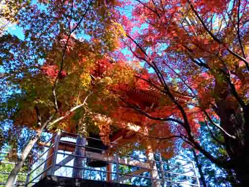 the bell tower of Eifukuji and colored leaves