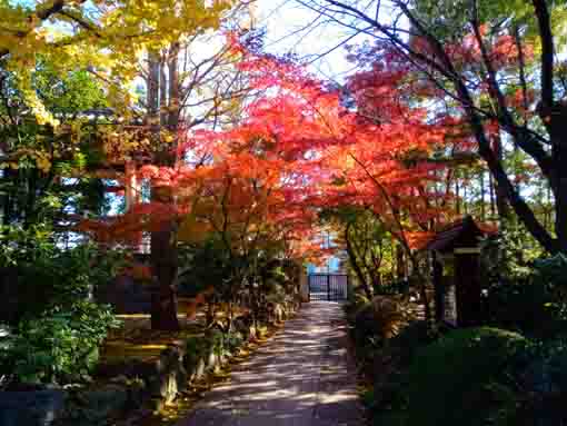the autumn views of the approach of Eifukuji