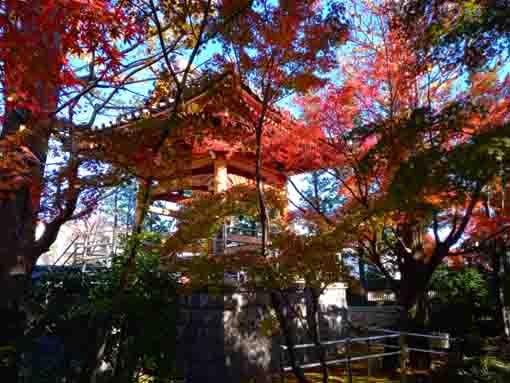 a bell tower of Eifukuji behind colored leaves