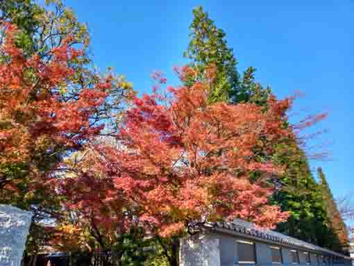 ceders and maple trees on the gate