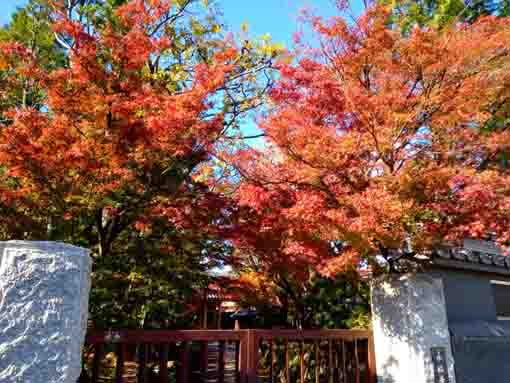 red maple leaves over the gate of Eifukuji