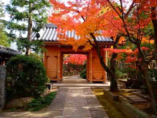 the niomon of Eifukuji and colored leaves