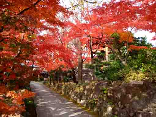 colored leaves covered with an approach