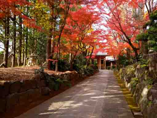 the approach road covered with red leaves