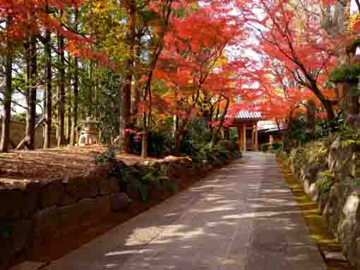 the approach of Eifukuji with colored leaves