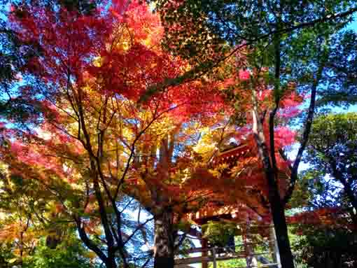 令和３年秋小松川の永福寺の紅葉２