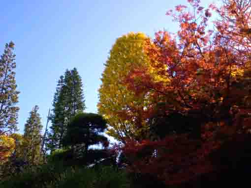 令和３年秋小松川の永福寺の紅葉４