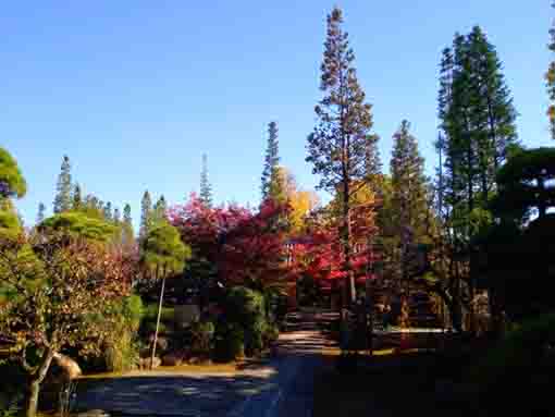 令和３年秋小松川の永福寺の紅葉３