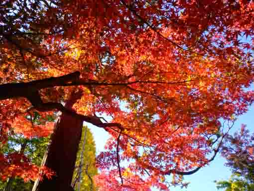 令和３年秋小松川の永福寺の紅葉５