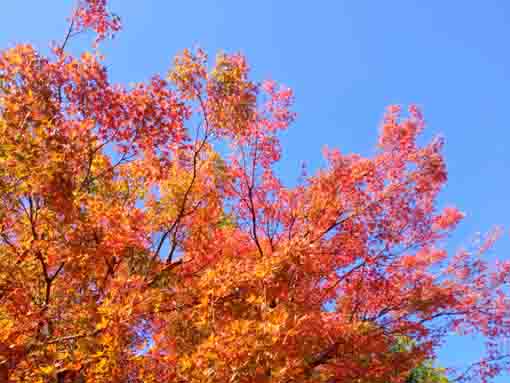 令和３年秋小松川の永福寺の紅葉６