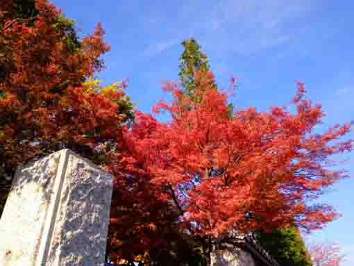 令和３年秋小松川の永福寺の紅葉１