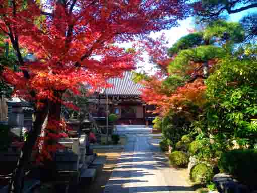 令和３年秋小松川の永福寺の紅葉９