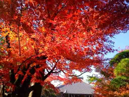 令和３年秋小松川の永福寺の紅葉１０