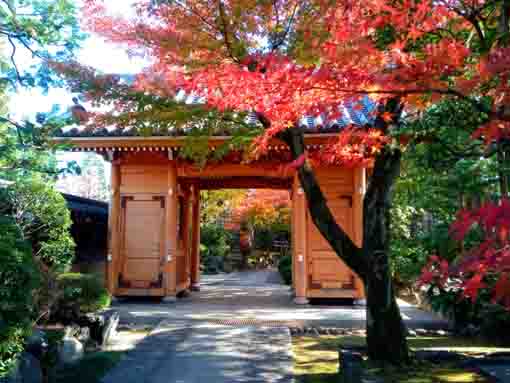 令和３年秋小松川の永福寺の紅葉７