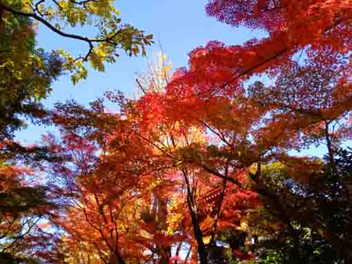 令和３年秋小松川の永福寺の紅葉１２