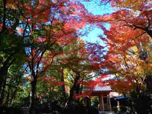 令和３年秋小松川の永福寺の紅葉１１