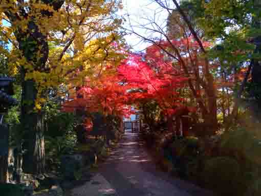 令和３年無量山永福寺の紅葉１