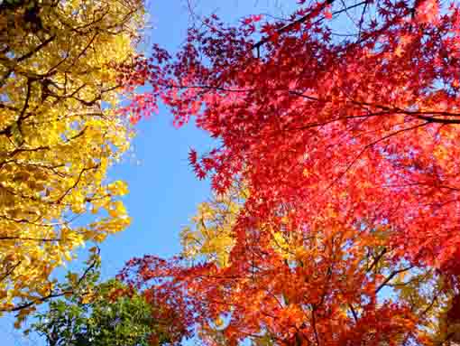 令和３年秋小松川の永福寺の紅葉１３