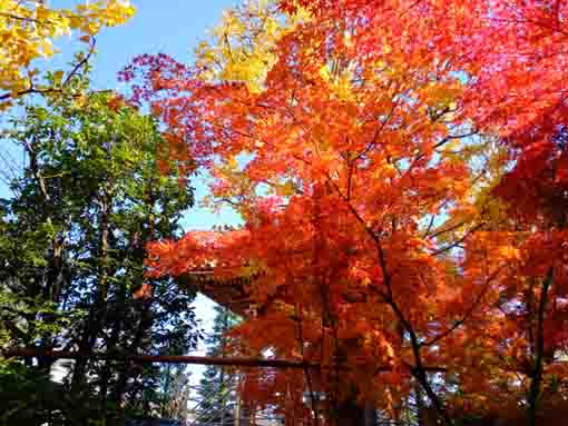 令和３年秋小松川の永福寺の紅葉１４