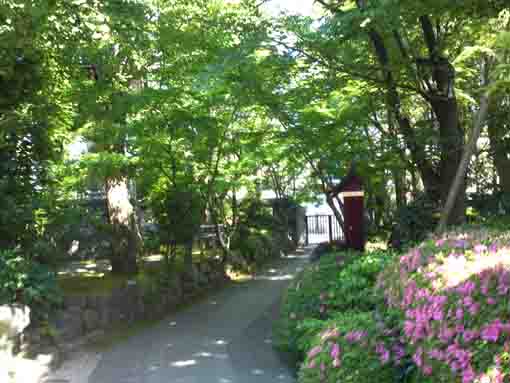 the approach road covered with green woods