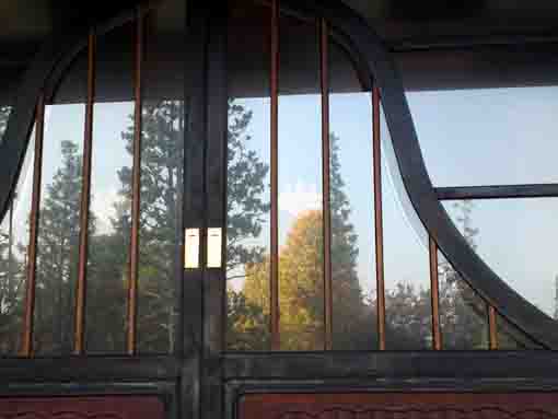 gingko trees reflecting on the windows