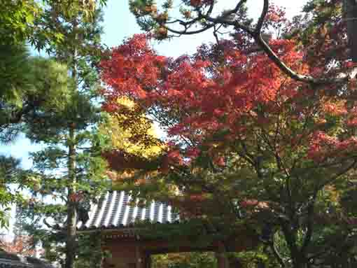 colored leaves ove the niomon of Eifukuji