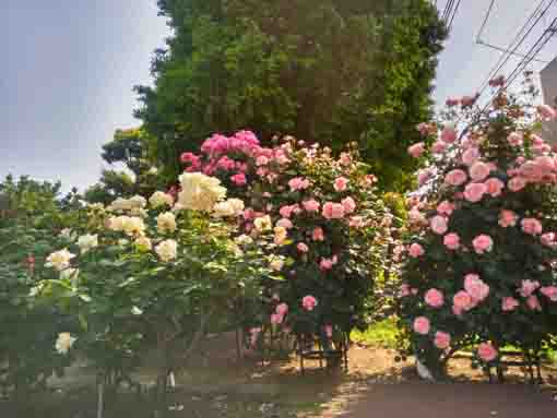 行徳駅前公園のバラの花２
