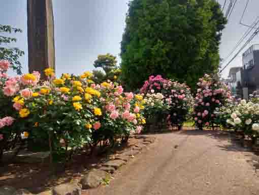 令和３年行徳駅前公園に咲くバラの花①