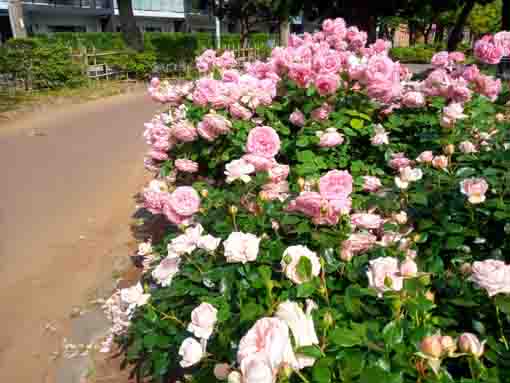 行徳駅前公園を彩るバラの花4