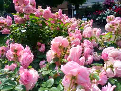 行徳駅前公園のバラの花７
