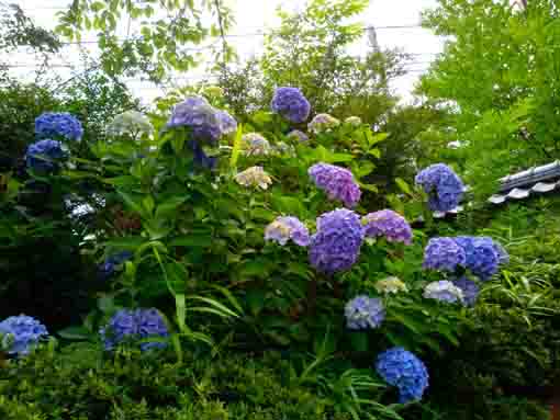 令和３年なぎさ公園に咲く紫陽花の花②