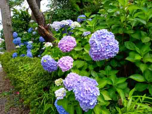 令和３年なぎさ公園に咲く紫陽花の花③