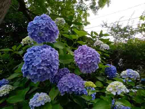 令和３年なぎさ公園に咲く紫陽花の花④