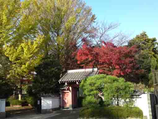 回向院市川別院の紅葉１