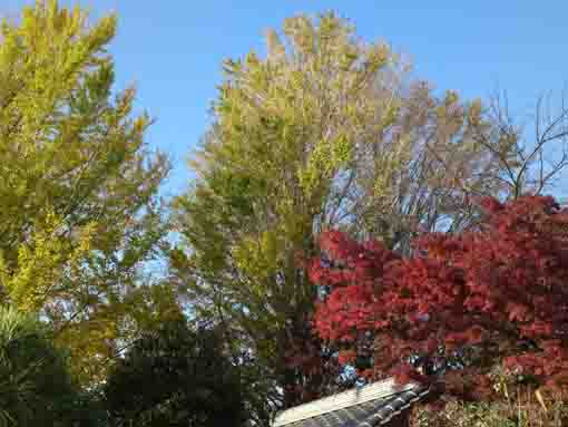 回向院市川別院の秋の風景