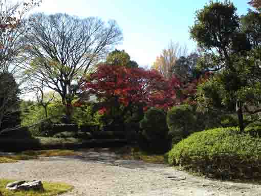 回向院市川別院の紅葉２