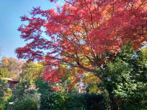 令和5年秋回向院市川別院の紅葉11