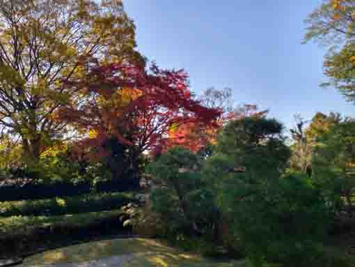 令和5年秋回向院市川別院の紅葉13